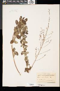 Desmodium ciliare image