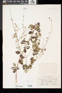 Desmodium ciliare image