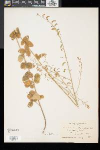 Desmodium ciliare image