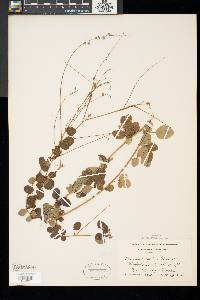 Desmodium ciliare image