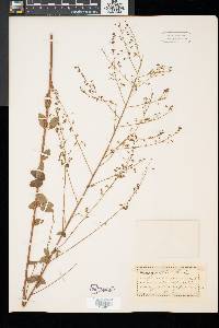 Desmodium ciliare image