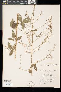 Desmodium glabellum image