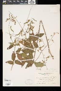 Desmodium glabellum image