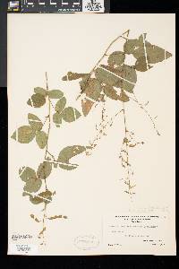 Desmodium glabellum image