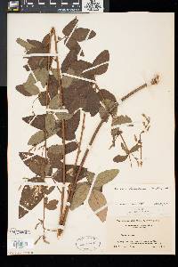 Desmodium glabellum image