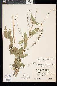 Desmodium glabellum image