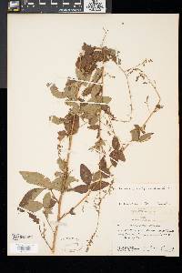 Desmodium glabellum image