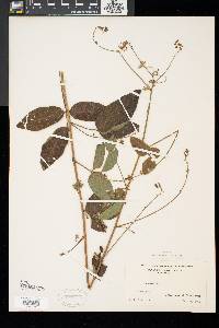 Desmodium glabellum image