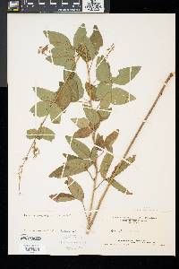 Desmodium glabellum image