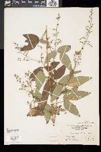 Desmodium glabellum image