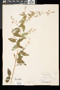 Desmodium glabellum image