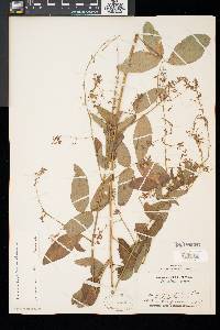 Desmodium glabellum image