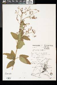 Desmodium glabellum image