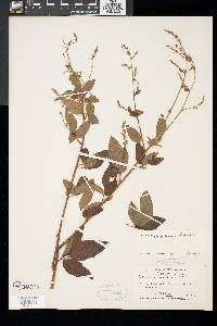 Desmodium glabellum image