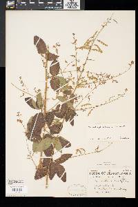 Desmodium glabellum image