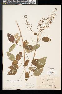 Desmodium glabellum image