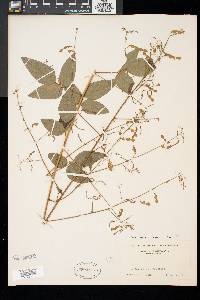 Desmodium glabellum image