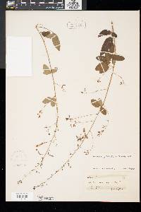 Desmodium glabellum image