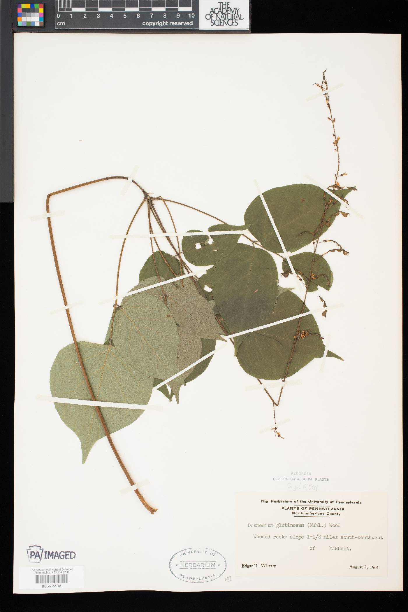 Desmodium grandiflorum image