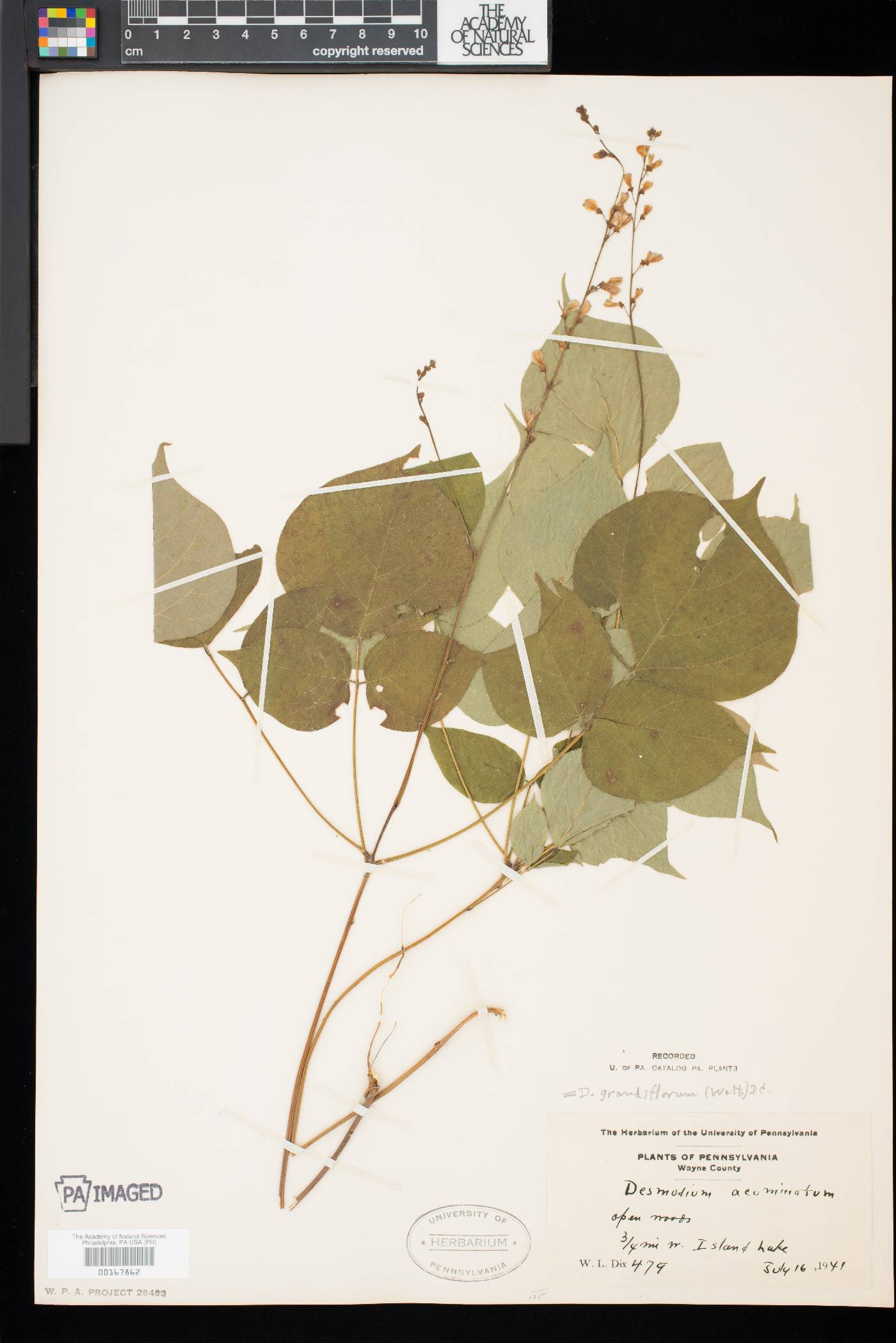 Desmodium grandiflorum image