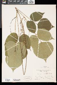 Desmodium grandiflorum image