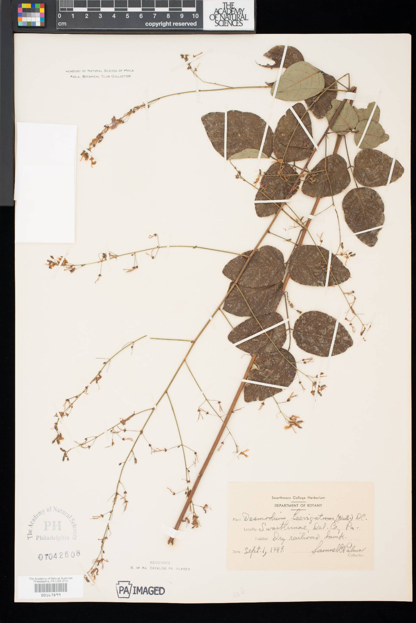 Desmodium laevigatum image
