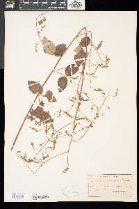 Desmodium laevigatum image