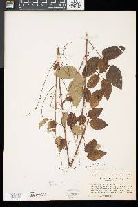 Desmodium laevigatum image