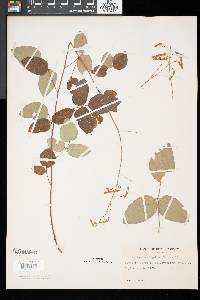 Desmodium laevigatum image