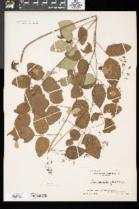 Desmodium laevigatum image