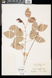 Desmodium laevigatum image