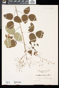 Desmodium laevigatum image