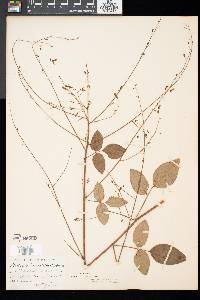 Desmodium laevigatum image