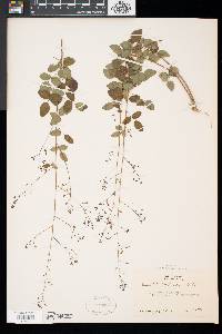 Desmodium marilandicum image