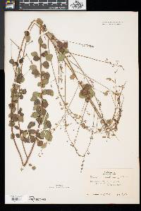 Desmodium marilandicum image