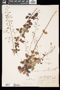 Desmodium marilandicum image