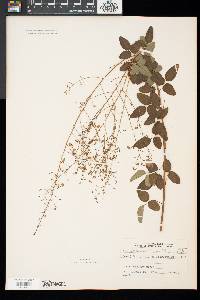 Desmodium marilandicum image