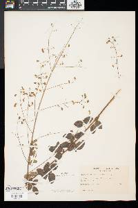 Desmodium marilandicum image