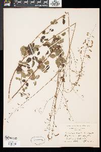 Desmodium marilandicum image