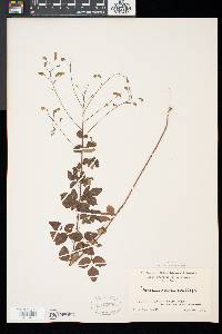 Desmodium marilandicum image