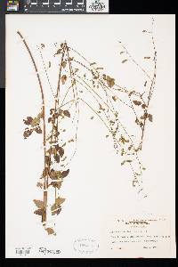 Desmodium marilandicum image