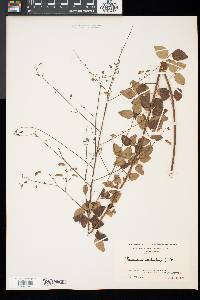 Desmodium marilandicum image