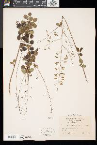 Desmodium marilandicum image