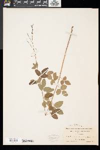 Desmodium marilandicum image