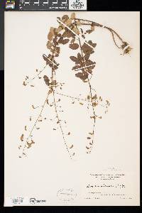 Desmodium marilandicum image