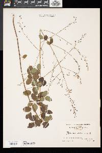 Desmodium marilandicum image