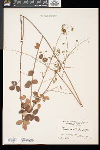 Desmodium marilandicum image