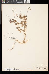 Desmodium marilandicum image