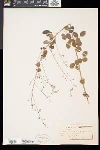 Desmodium marilandicum image