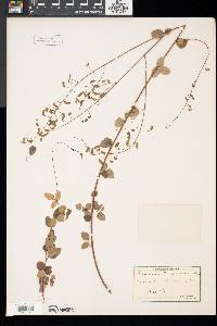 Desmodium marilandicum image